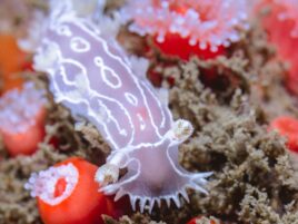 Macro Mania Shallow Boat Dive