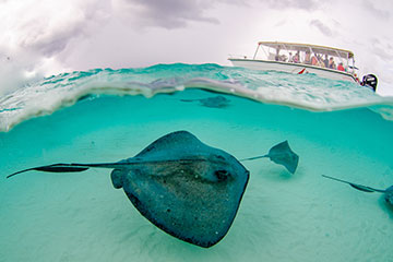Cayman Turtle Centre