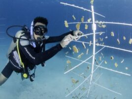 Coral Nursery Dive