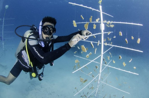 Coral Nursery Dive