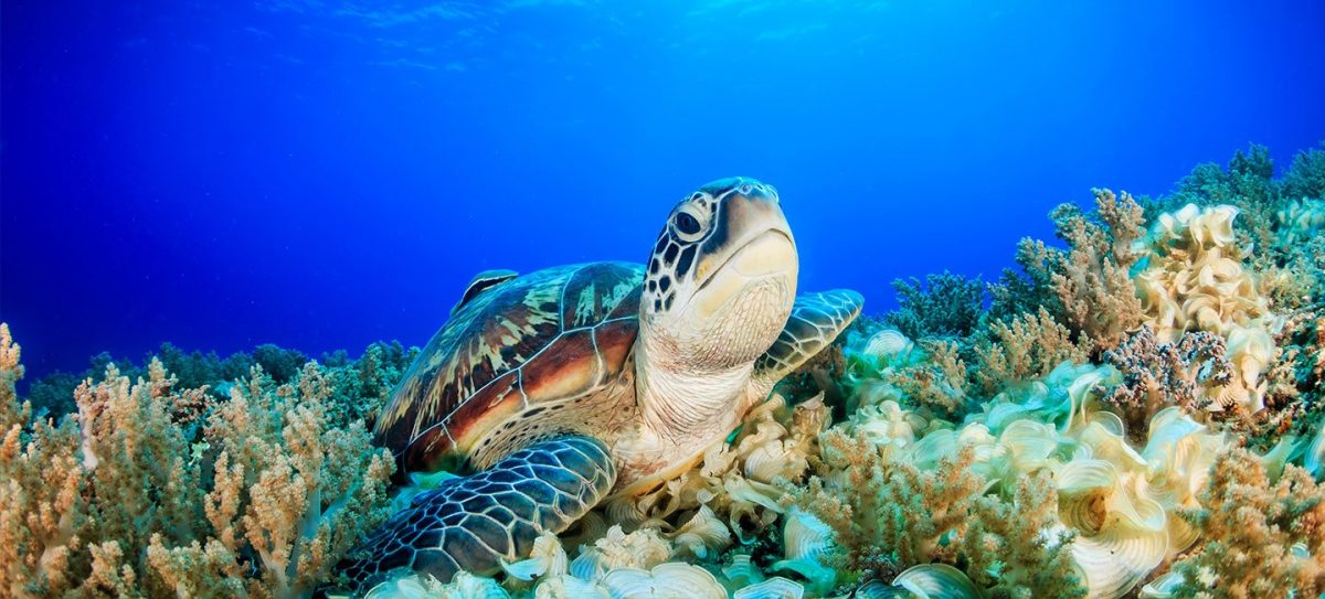 The Perfect Trip To Grand Cayman Starts Here