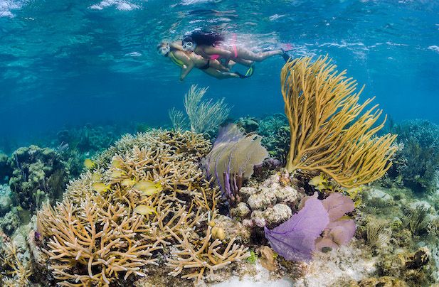 Reef n Rays Snorkel