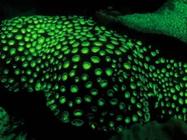 Multi-Color Night Dive